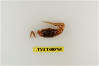 藏品(呼喚丑招潮蟹)的圖片